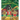 The Gingerbread Pirates Gift Edition