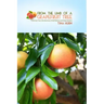From the Limb of a Grapefruit Tree: A Woman's True-Life Adventure of Self-Reliance and Determination