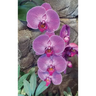 Hot Pink Orchid Journal