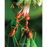 Ants: Amazing Pictures & Fun Facts on Animals in Nature