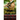 Stopped By The Highlander: A Scottish Time Travel Romance