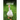 Geese - Sandie Lee Books