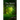 The Spirit of Trees