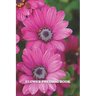 Flower Pressing Book: Pick, Press, Paste Whole Flower, Petals, Leaves, Stem and Other Organic Botanical Pieces