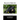 Black Bruin