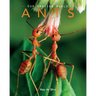 Ants: Amazing Pictures & Fun Facts on Animals in Nature