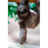 sloth