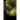 Ruinus