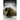 Walrus - Sandie Lee Books