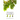 Imago