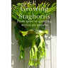 Growing Staghorns from Spore