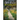 Countryside Rambles