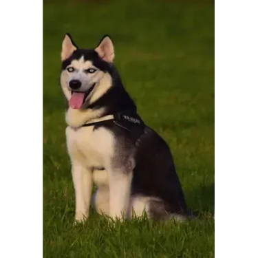 Husky: This Is a General Name for a Sled-Type of Dog Used in Northern Regions, Differentiated from Other Sled-Dog Types by Th