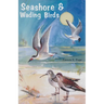 Seashore and Wading Birds of Florida