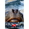 Diver's Log Book: scuba diving log book 100 dives