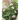 If You Plant It, They Will Come