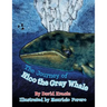 The Journey of Nico the Gray Whale
