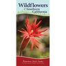 Wildflowers of Southern California: Your Way to Easily Identify Wildflowers