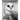 Picture Book of Owls: The Picture Book for Alzheimer's Patients and Seniors with Dementia.