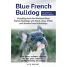 Blue French Bulldog: Care, costs, price, adoption, health, training and how to find breeders and puppies for sale.