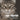 Cat Truths What Your Cat Is Thinking But Can't Say: A Funny Cat Quote Gift Book
