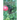 The Revelation: A Reading of the Vision and Letter of John to the Churches