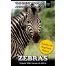 Zebras: Striped Wild Horses of Africa