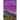 The Color of Love