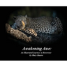 Awakening Awe: An Illustrated Journey to Reverence