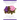 African Violets Back to the Basics: Your Questions Answered