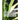The Cactus and other Tropical Succulents: Aloes, Agaves, Sempervivums, Sedums, Mesembranthemums and others