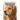 Hovawart Dog: Did You Know This Information About Hovawart Dog Breed?: Hovawart Dog Outline Handbook