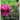 Funeral Guest Book, "In Loving Memory", Memorial Guest Book, Condolence Book, Remembrance Book for Funerals or Wake: HARDCOVER. A Memorial Service Gue