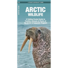 Arctic Wildlife: A Folding Pocket Guide to Familiar Animals & Plants of the Arctic & Subarctic Regions