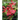 Passionflowers: A Pictorial Guide