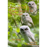 Secret Life of the Eastern Screech Owl - The Prequel: Breeding Season 2021-2022