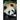 Pandas and Other Endangered Species: A Nonfiction Companion to Magic Tree House Merlin Mission #20: A Perfect Time for Pandas