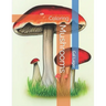 Mushrooms: Coloring
