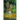 The Kingfisher