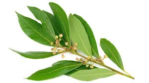 Bay Leaves, Premium Quality, Naturally Grown from the Mountains of Crete, Greece - Sundried to Preserve Flavor and Aroma - Versatile Ingredient for Cooking and Health Benefits, 8 oz by Alpha Omega Imports