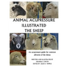 Animal Acupressure Illustrated The Sheep