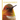 Hummingbirds