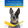 Australian Cattle Dogs: Divine Dogs Online