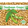 Soybean Crops