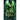 Her Orc King