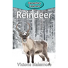 Reindeer