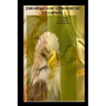 Prophetic Etiquette Manual - The Design of a Prophetic Champion: How to Destroy Error in the Prophetic Office