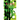 KaviQ- 3