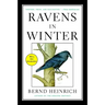 Ravens in Winter