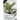 Majesty Palm Plant: Plant Guide